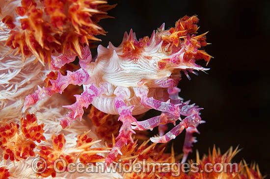 Candy Crab photo