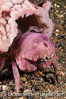 Sponge crab with Hat Photo - Gary Bell