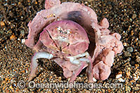 Sponge crab with Sponge Hat Photo - Gary Bell