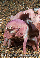 Sponge crab with Hat Photo - Gary Bell