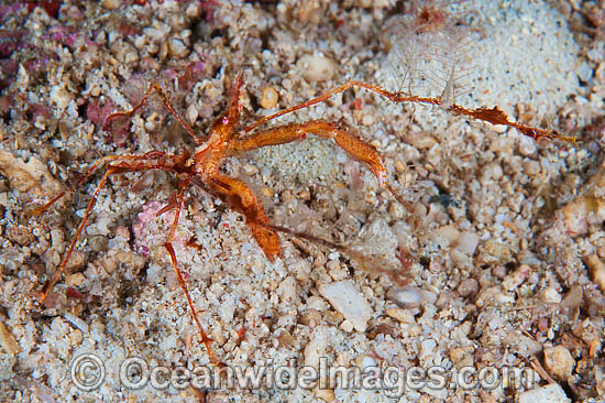 Spider Crab photo