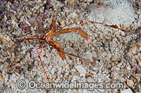 Spider Crab Photo - Gary Bell