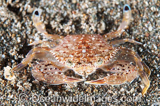 Swimmer Crab photo