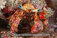 Hermit Crab in Sea shell Photo - Gary Bell