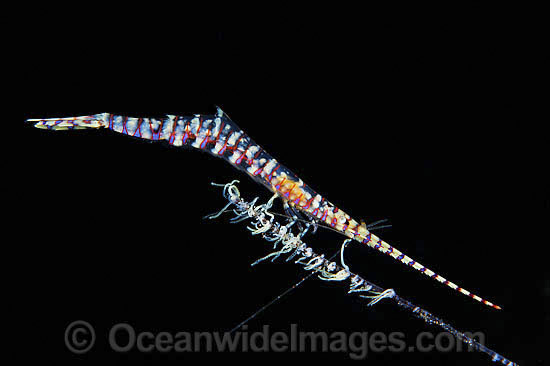 Barred Arrow-shrimp Tozeuma armatum photo