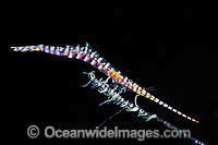 Barred Arrow-shrimp Tozeuma armatum Photo - Gary Bell
