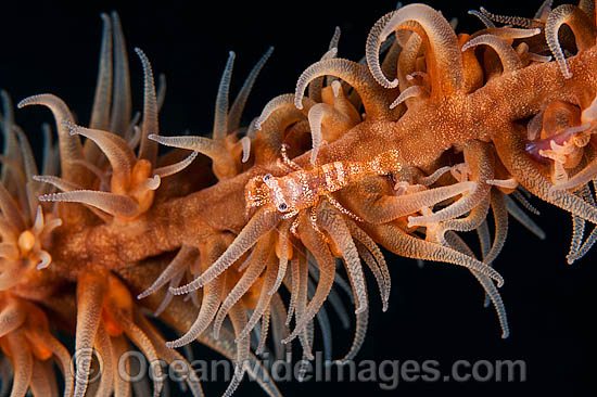 Commensal Shrimp on Whip Coral photo
