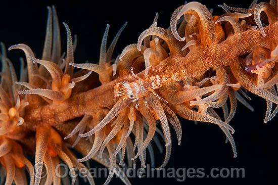 Commensal Shrimp on Whip Coral photo Commensal Shrimp on Whip Coral photo