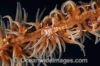 Commensal Shrimp on Whip Coral Photo - Gary Bell