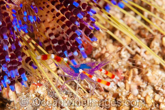 Cleaner Shrimp on Fire Urchin photo