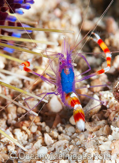 Cleaner Shrimp near Fire Urchin photo Cleaner Shrimp near Fire Urchin photo