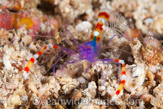 Cleaner Shrimp Stenopus tenuirostris photo Cleaner Shrimp Stenopus tenuirostris photo