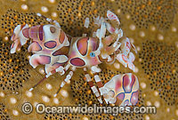 Harlequin Shrimp on Sea Star Photo - Gary Bell