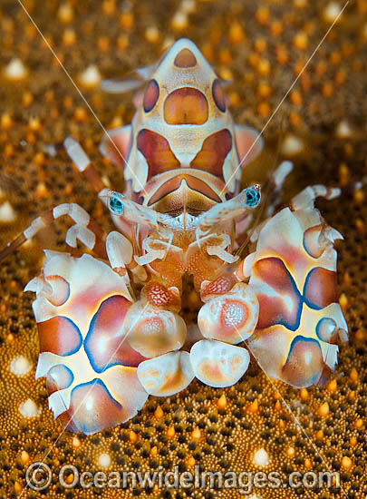 Harlequin Shrimp on Sea Star photo Harlequin Shrimp on Sea Star photo