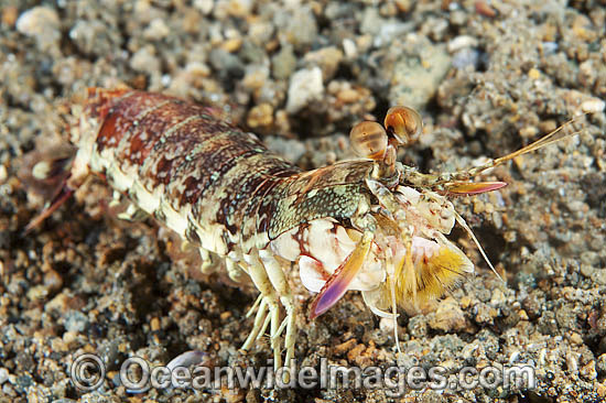 Mantis Shrimp Odontodactylus latirostris photo