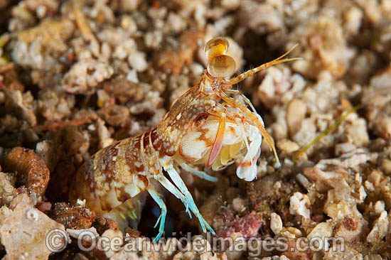 Mantis Shrimp photo