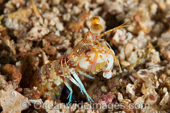 Mantis Shrimp photo Mantis Shrimp photo