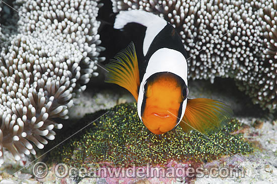 Panda Clownfish with eggs photo Panda Clownfish with eggs photo