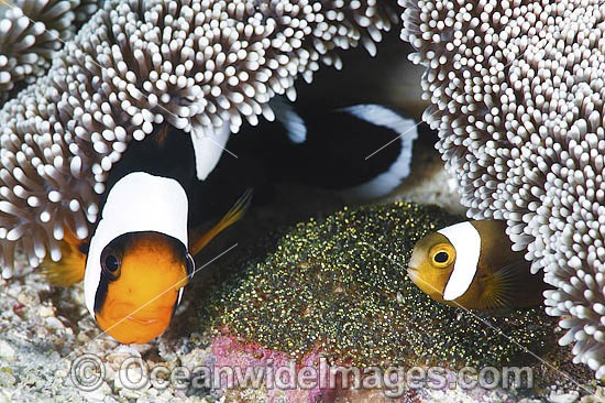 Panda Clownfish (Amphiprion polymnus), adult and juvenile with eggs. Also known as Saddleback Anemonefish. Found in association with sea anemones throughout the Indo-West Pacific, with geographical colour variations. Anilao, Philippines. Coral Triangle. Photo - Gary Bell