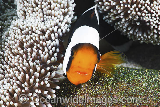Panda Clownfish with eggs photo Panda Clownfish with eggs photo