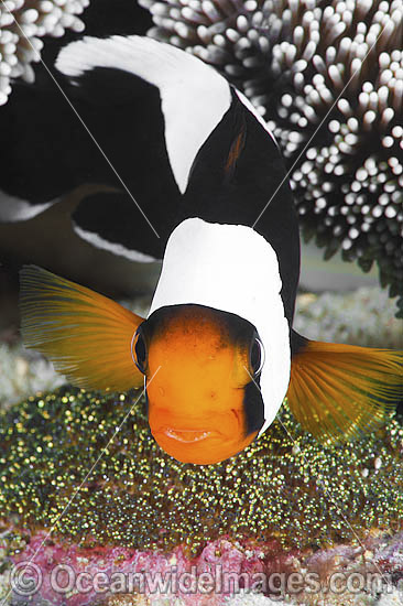 Panda Clownfish with eggs photo Panda Clownfish with eggs photo