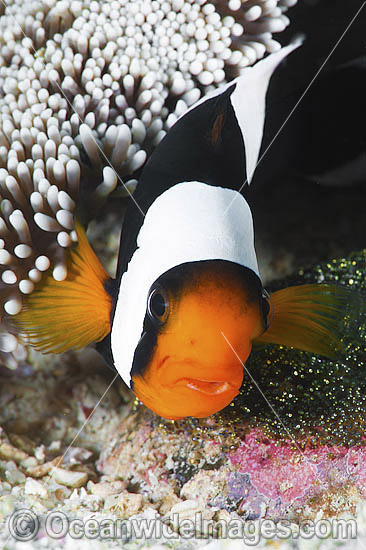 Panda Clownfish with eggs photo Panda Clownfish with eggs photo