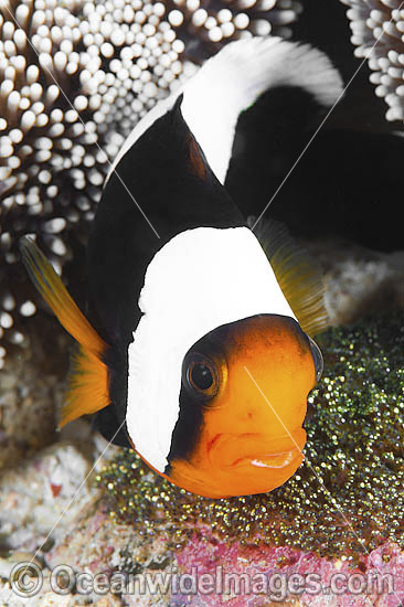 Panda Clownfish with eggs photo Panda Clownfish with eggs photo