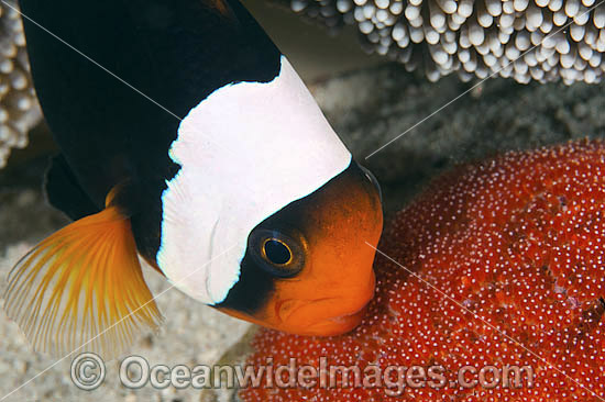 Panda Clownfish (Amphiprion polymnus), with eggs. Also known as Saddleback Anemonefish. Found in association with sea anemones throughout the Indo-West Pacific, with geographical colour variations. Anilao, Philippines. Coral Triangle. Photo - Gary Bell