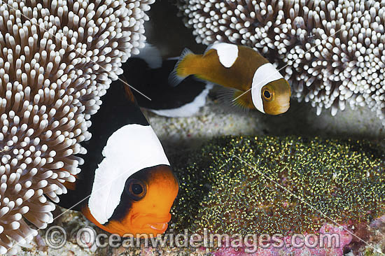 Panda Clownfish with eggs photo Panda Clownfish with eggs photo
