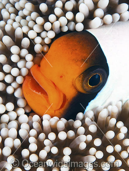 Panda Clownfish (Amphiprion polymnus). Also known as Saddleback Anemonefish. Found in association with sea anemones throughout the Indo-West Pacific, with geographical colour variations. Photo taken off Anilao, Philippines. Within the Coral Triangle. Photo - Gary Bell