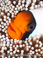 Panda Clownfish Amphiprion polymnus Photo - Gary Bell
