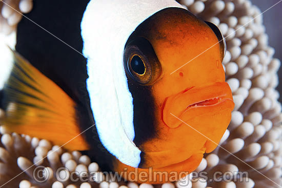 Panda Clownfish photo Panda Clownfish photo