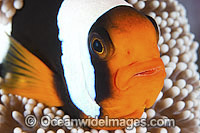 Panda Clownfish Photo - Gary Bell
