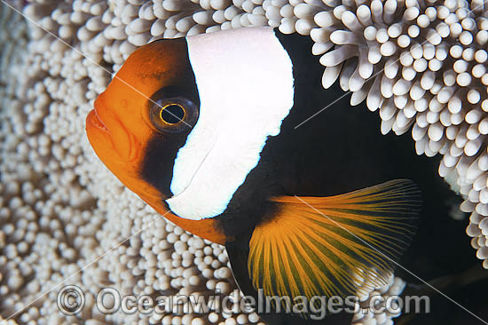 Panda Clownfish Amphiprion polymnus photo Panda Clownfish Amphiprion polymnus photo