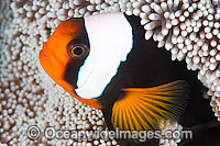 Panda Clownfish Amphiprion polymnus Photo - Gary Bell