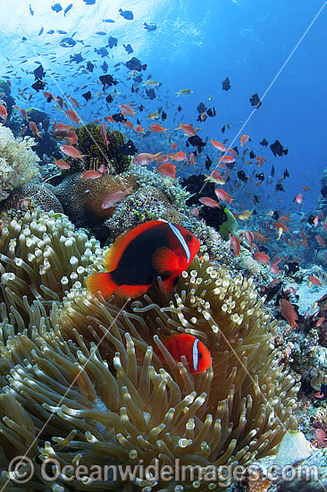 Tomato Anemonefish photo Tomato Anemonefish photo