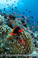 Tomato Anemonefish Photo - Gary Bell