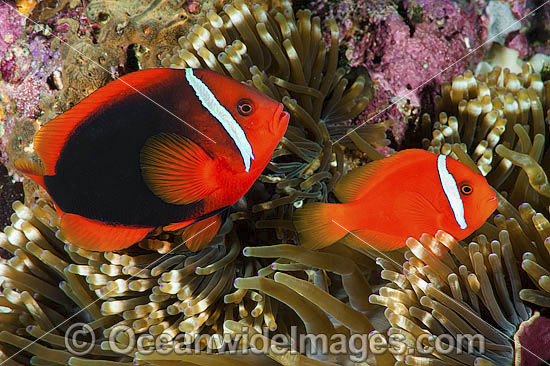 Tomato Anemonefish photo Tomato Anemonefish photo