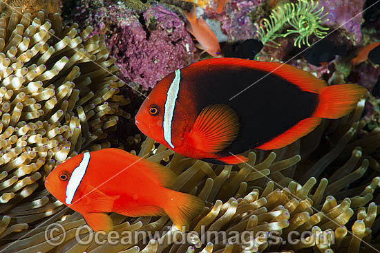 Tomato Anemonefish pair in anemone photo Tomato Anemonefish pair in anemone photo