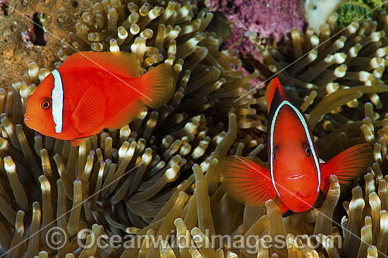 Tomato Anemonefish (Amphiprion frenatus), pair in a Sea Anemone. Also known as Bridled Anemonefish. Found throughout South-East Asia, western Pacific to Japan. Photo taken in Philippines. Within the Coral Triangle. Photo - Gary Bell