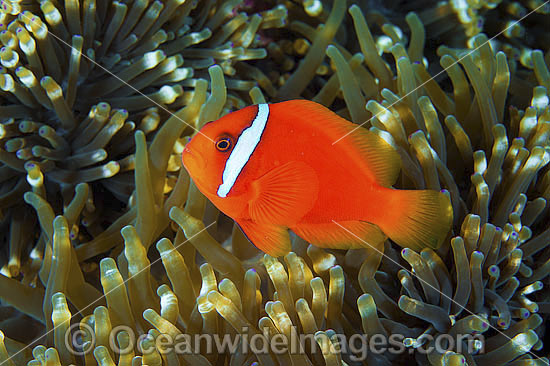 Tomato Anemonefish photo Tomato Anemonefish photo