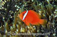 Tomato Anemonefish Photo - Gary Bell