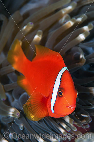 Tomato Anemonefish (Amphiprion frenatus), in a Sea Anemone. Also known as Bridled Anemonefish. Found throughout South-East Asia, western Pacific to Japan. Photo taken in Philippines. Within the Coral Triangle. Photo - Gary Bell
