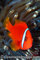 Tomato Anemonefish Photo - Gary Bell