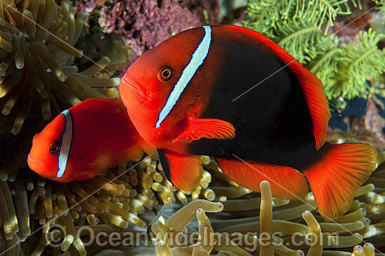 Tomato Anemonefish (Amphiprion frenatus), pair in a Sea Anemone. Also known as Bridled Anemonefish. Found throughout South-East Asia, western Pacific to Japan. Photo taken in Philippines. Within the Coral Triangle. Photo - Gary Bell