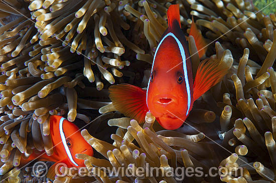Tomato Anemonefish pair photo Tomato Anemonefish pair photo