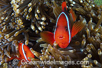 Tomato Anemonefish pair Photo - Gary Bell