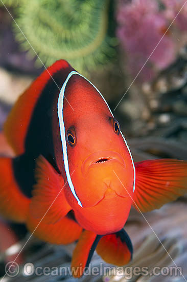 Tomato Anemonefish (Amphiprion frenatus). Also known as Bridled Anemonefish. Found throughout South-East Asia, western Pacific to Japan. Photo taken in Philippines. Within the Coral Triangle. Photo - Gary Bell