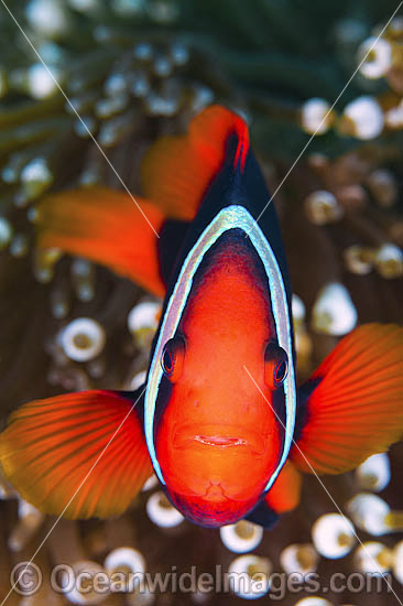 Tomato Anemonefish Amphiprion frenatus photo Tomato Anemonefish Amphiprion frenatus photo