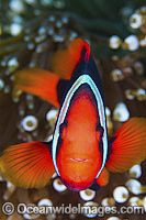 Tomato Anemonefish Amphiprion frenatus Photo - Gary Bell